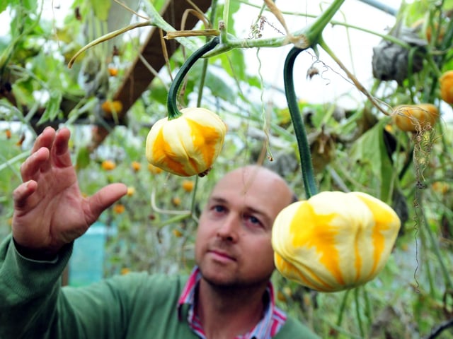 Mark Ford exploring some of the pumpkins growing on the site in 2015