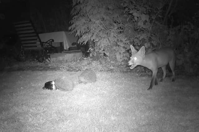 Hedgehogs and foxes enjoy an overnight meal in Mill Road, Burgess Hill. Photo: Anne Eves
