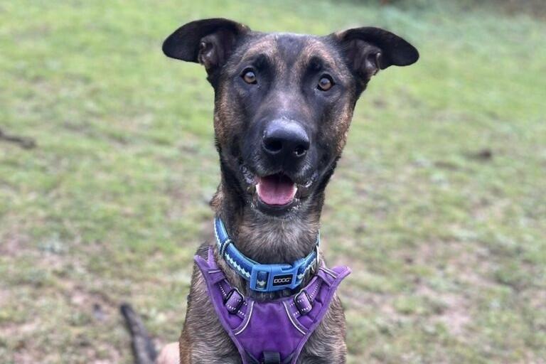 Simon is a very friendly boy loves to play with toys, especially a ball, which he'll often carry around on his walks. Although he is a big boy, he likes to try and sit on your lap for a cuddle! Simon is a new arrival who is still being assessed at the moment.