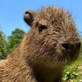 The capybara pup needing a name. Pictures contributed