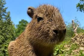 The capybara pup needing a name. Pictures contributed