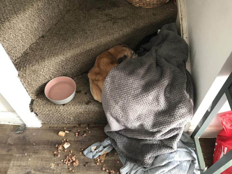 Concerned neighbours tried desperately to feed Bentley after finding him in the 'terrible condition'.