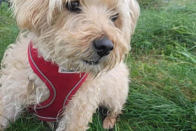 Nine-year-old Norfolk Terrier cross Gucci was treated at St Anne’s Vets in Eastbourne.