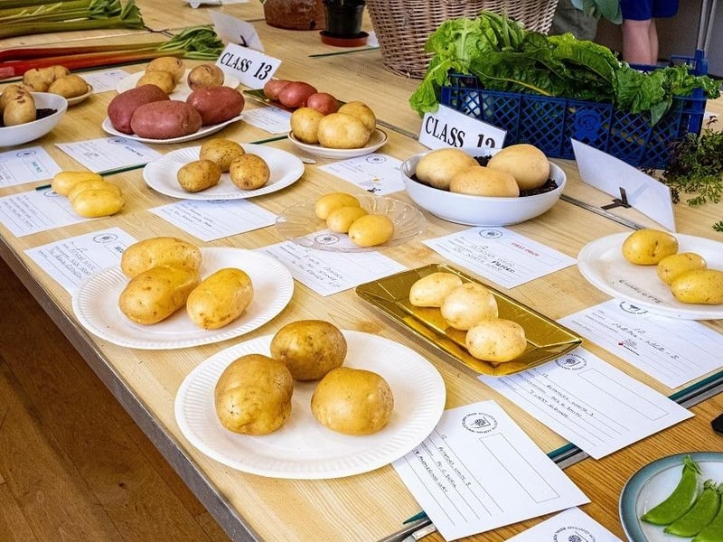 Potatoes at East Preston and Kingston Horticultural Society’s annual flower show
