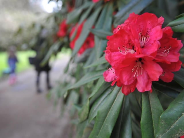 Spring blooms at Sheffield Park and Garden National Trust property