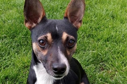 Alfie is a 15 month old Jack Russell X Chihuahua and is probably one of the nicest dogs you’re likely to meet, Wadars said. Alfie is well behaved, loving and affectionate towards people, and loves meeting and playing with other dogs. He has lived with cats and rabbits in the past, but is not used to being around young children.