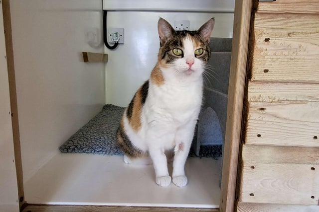 "Lizzie is a sweet girl who is looking for the quiet life. She would like to be the only pet in adult-only home. She is a little round so needs to burn off some excess weight."