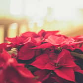 'When I removed the thin polythene sleeve nearly all the leaves fell off and it was very dry,' writes William Evershed. Photograph: A poinsettia captured by Jessica Fadel via Unsplash