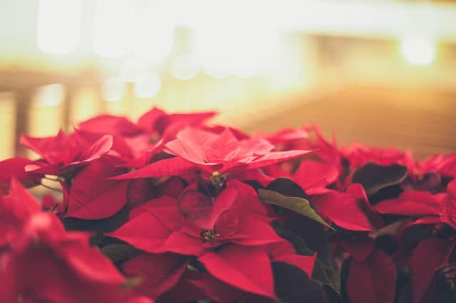 'When I removed the thin polythene sleeve nearly all the leaves fell off and it was very dry,' writes William Evershed. Photograph: A poinsettia captured by Jessica Fadel via Unsplash