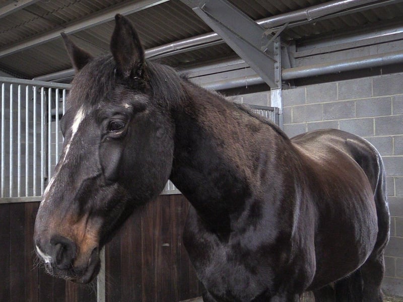 Rosa and Mali are a bonded pair of horses who will be rehomed together. They are also available to 'loan to rehome'.