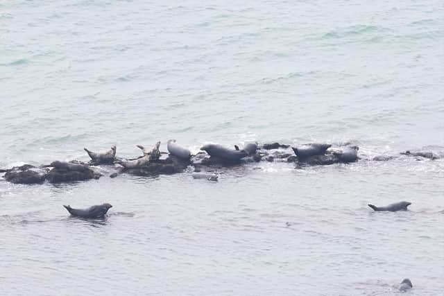 Group of seals spotted off Eastbourne coast. Photo by @BEACHYBIRDER