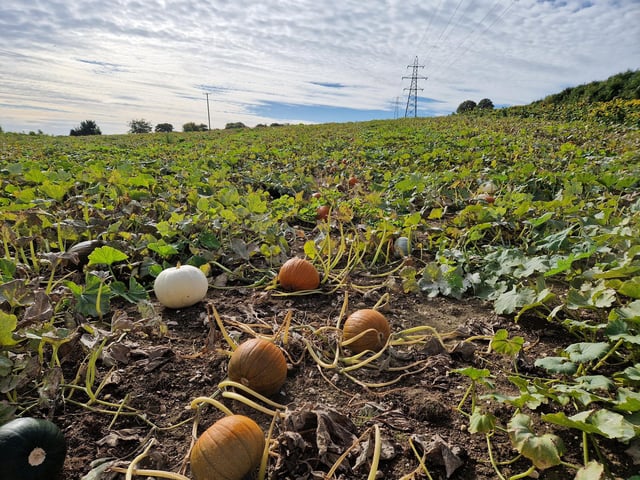 Sompting Pumpkins opens for family pumpkin-picking fun again next month (October 2025)