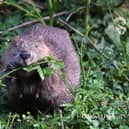 Eurasian Beaver. Photo: David Parkyn