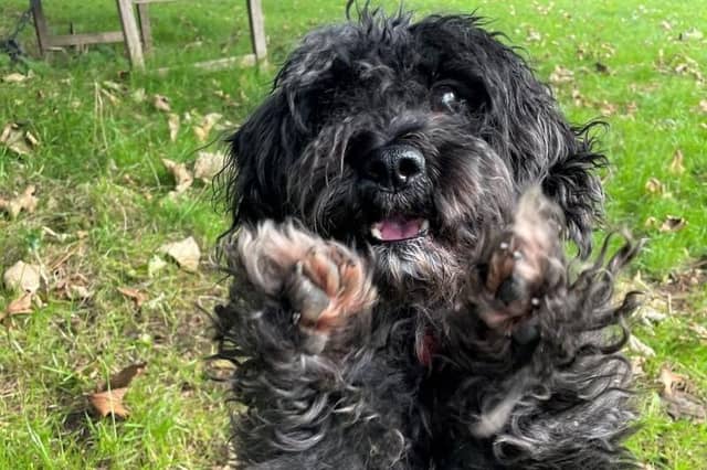 Woody adores the company of his favourite friends but will never be a 'lap dog'. He will need a multi-carer home to keep up his training and grooming, and would like access to his own area in the house to have his meals and enjoy his favourite things, as he struggles to share. Woody needs to be the only dog in the home and can’t live with people under the ages of 18 or have visitors below this age. His new home needs to be within two hours of the Shoreham rehoming centre so he can have a few trips to his new home before packing his bags for good.