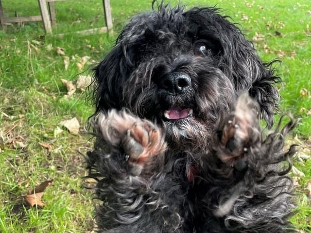 Woody adores the company of his favourite friends but will never be a 'lap dog'. He will need a multi-carer home to keep up his training and grooming, and would like access to his own area in the house to have his meals and enjoy his favourite things, as he struggles to share. Woody needs to be the only dog in the home and can’t live with people under the ages of 18 or have visitors below this age. His new home needs to be within two hours of the Shoreham rehoming centre so he can have a few trips to his new home before packing his bags for good.