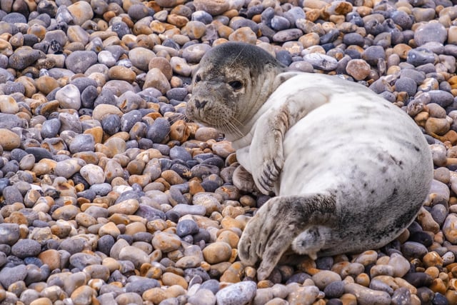A baby seal was born by Splash Point on Seaford Beach