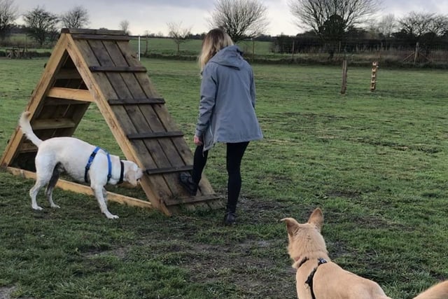 There are several enclosed dog fields in and around Chichester for dogs to have a good run-around off the lead, take part in some agility or work on their recall. One example is Paw Paddock in Donnington.