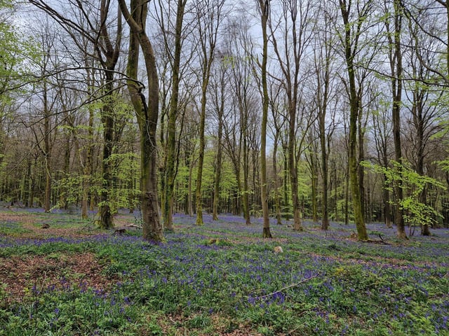 Beautiful bluebells