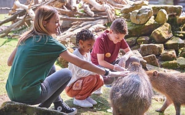 Drusillas Zoo in East Sussex is giving away the most unforgettable opportunity to one lucky visitor - a close encounter experience with their baby capybara triplets, to raise money for Amaze – a charity that supports disabled young people and their families in Sussex. Picture: Drusillas