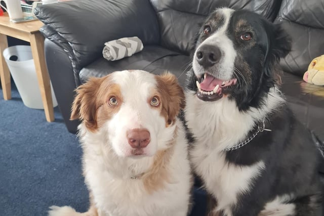 Diddly and Wolfie are a three year old pair, looking for a home together. Due to their owner's ill health and bereavement they have been handed in to be rehomed, and have no been walked for more than a year. It is unknown whether they can live with cats, children or other dogs until they are assessed further. They are looking for a foster home, with a view to adopt.