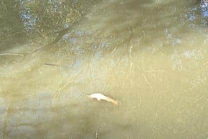 Shocked residents shared photos this week that show dead fish at Bewbush Water Gardens and the Mill Pond in Crawley, as well as council signs warning of contamination. Photo: Iain Dickson
