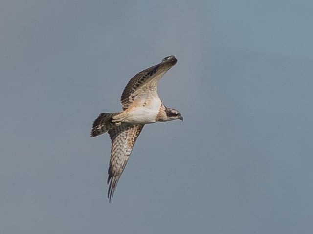 Osprey by Jeff Penfold