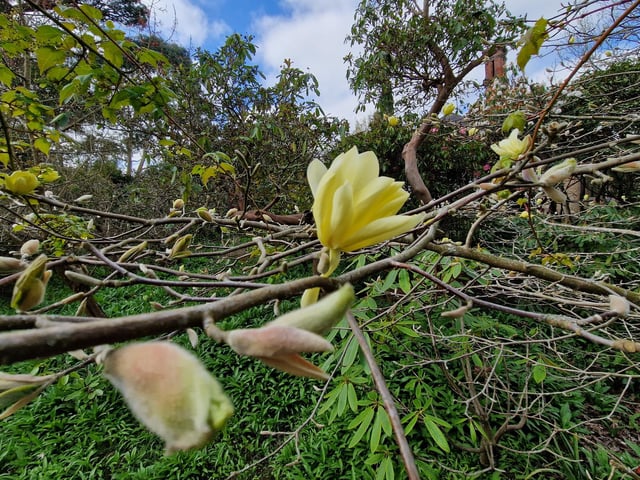 Magnolia