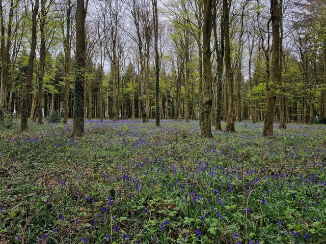 You can enjoy a wonderful view across the bluebells in Michelgrove Park