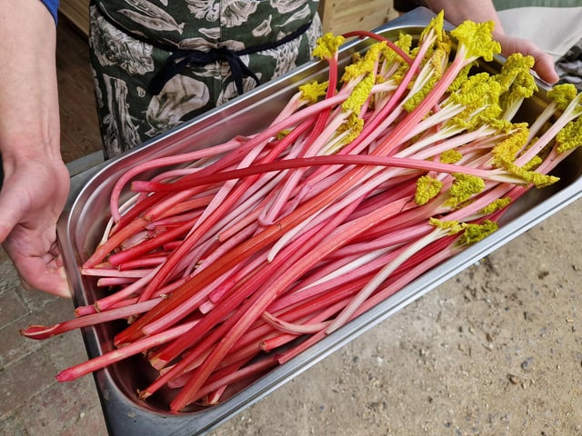 Rhubarb