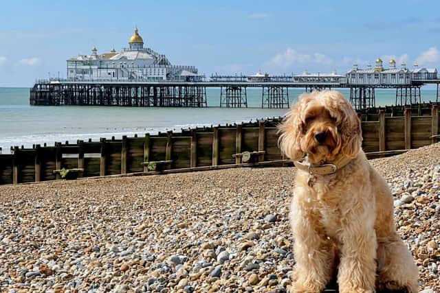 Dog on Eastbourne Beach