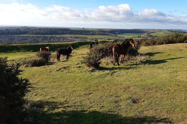 A climb up to Cissbury Ring will give you the best view in Worthing, across the South Downs and down to the sea. If you are lucky, you will meet some of the New Forest ponies that live wild on the National Trust land.