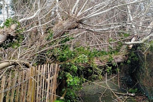 Paula O'Sullivan took this photo of downed trees blocking the path from Poveys Close to Coulstock Road near the allotments in Burgess Hill on Friday, February 18, 2022