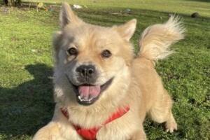 Mushka is a three-year-old male crossbreed at Brighton Animal Centre in Braypool Lane.