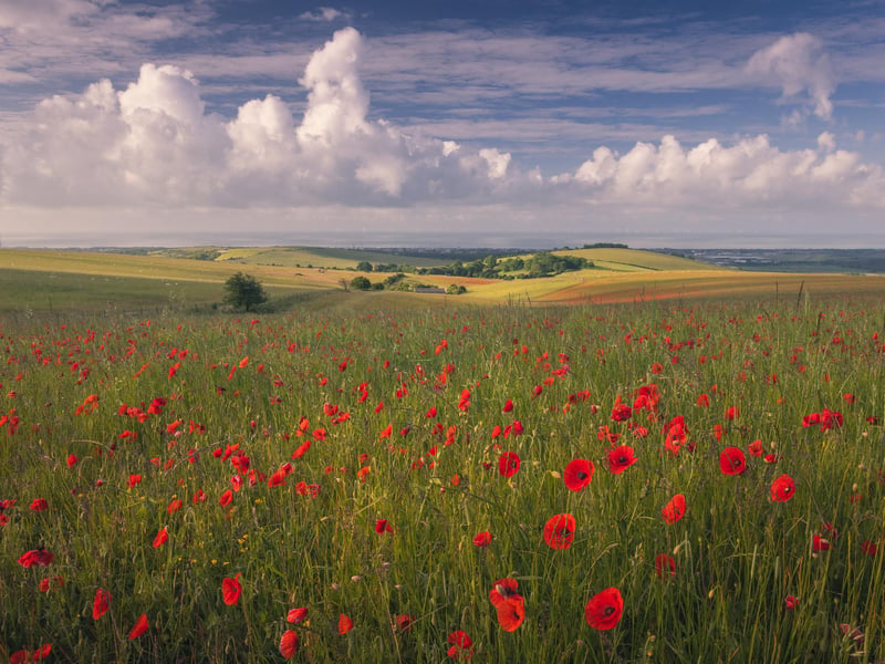 Summer category winner: Poppies & Puffy Clouds by Ian Brierley