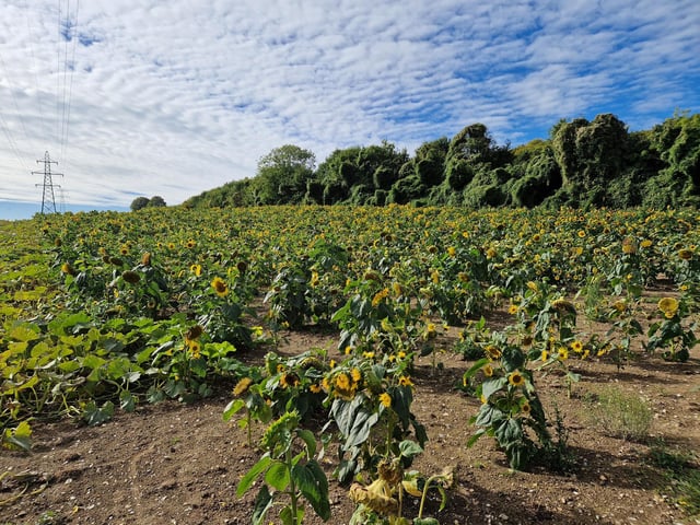 Sompting Pumpkins opens for family pumpkin-picking fun again next month (October 2025)