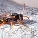 James Power discovered a male and female Dusky-horned Nomad Bee in Lewes Cemetery. Photo: a female by Chris Glanfield