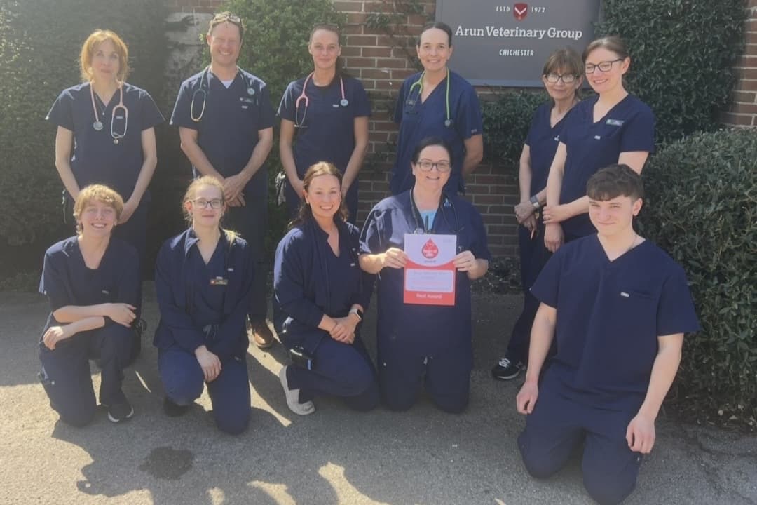 Chichester veterinary hospital team in the running for a national award