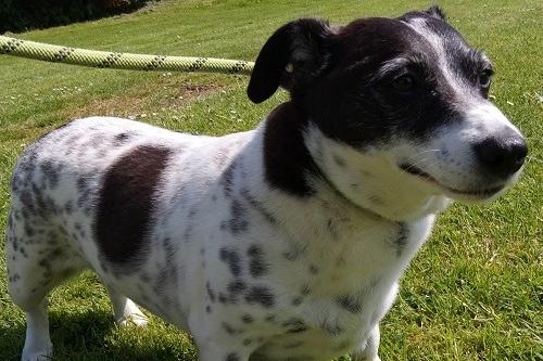 This little lady is Peggy Sue, an affectionate girl who likes sitting on laps. She is good with other dogs and whilst she hasn’t lived with children, she is happy around visiting youngsters. Peggy Sue is currently on a healthy eating plan to help her shed a few pounds.