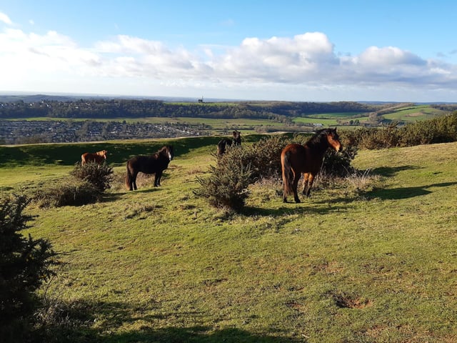 Cissbury Ring is an absolute favourite spot on the South Downs for so many people. Search for West Sussex walks: Findon – Cissbury Ring – Storrington Rise, with photos and video to guide you