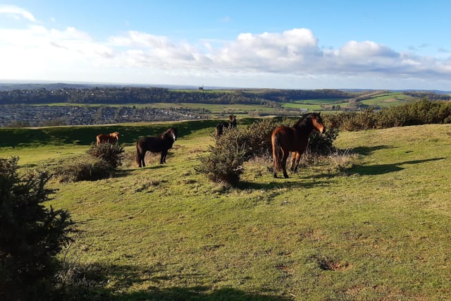 Cissbury Ring is an absolute favourite spot on the South Downs for so many people. Search for West Sussex walks: Findon – Cissbury Ring – Storrington Rise, with photos and video to guide you