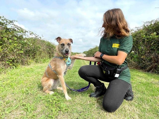 A bright, young Lurcher who loves to learn – meet Tula! She’ll make a fantastic companion to an active family who wish to do lots of fun training with their dog, and who can commit to keeping up the various training plans that her carers have implemented at the centre. Much more a fan of her people pals, Tula finds it overwhelming in the presence of other animals and must be the only pet at home. She will need to go for walks in quieter areas, and needs to wear her lead, anti-slip harness and muzzle when out and about. She's a fantastic traveller in the car, which is a great advantage if needing to drive her to rural locations. Tula would best be suited to a home with older, secondary-school aged children who are confident around lively pooches. .