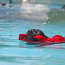 Paws in the Park event at Ardingly. A dachshund enjoys a swim. Photo by Derek Martin Photography and Art
