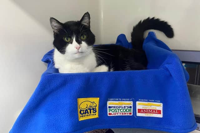 Puss Cat at Cats Protection's National Cat Adoption Centre in Chelwood Gate, Haywards Heath