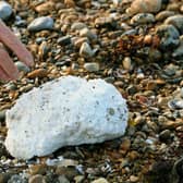 Dog walkers have been warned to look out after a substance believed to be palm oil was found washed up on beaches in East Sussex. Photo shows palm oil which washed up in Shoreham previously.