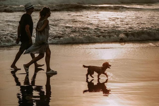 With the summer months approaching, here is where and when beaches will be closed to dogs in the Arun district.