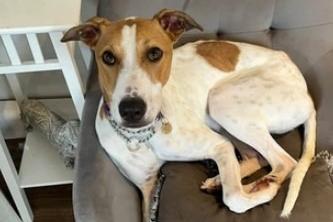 Felix loves people, dogs, walks and food. Arundawn believe he may have been a lockdown puppy as, while he loves other dogs, he does not always read the signals and when to 'back off'. However, he has not shown any aggression and just needs to be taught some boundaries. He is very clever and picks up new commands quickly so he would love to find an owner with an interest in training. He would be happiest in an active household where someone is around to keep him company most of the time, as well as another dog to play with.
