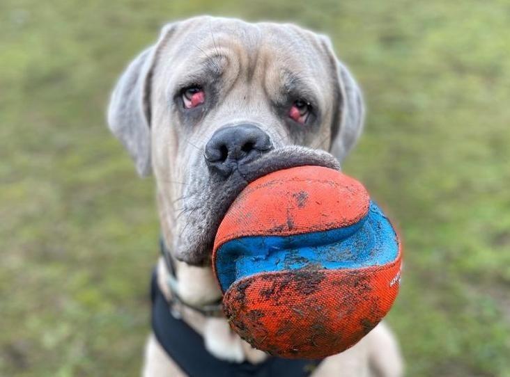 During his time at the RSPCA, Ralph has matured from a worried adolescent into a big, cheeky, young adult. He is a very clever boy who loves to learn new things but still has his daft, clumsy moments. He knows many commands, such as: sit, down, paw, spin, speak, stay, come, leave, here, kisses and his name. Ralph is very wary of strangers and needs gentle, slow introductions when meeting new people. However, once you have gained his trust he becomes a big, soppy, cuddly boy!
He will ideally need to be the only pet in the home but, depending on the circumstances, the RSPCA may consider him living with a large female dog. Ralph requires a quiet, adult-only home with a large garden abd an owner experienced with large bull breeds.