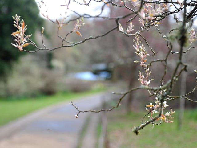 Spring blooms at Sheffield Park and Garden National Trust property