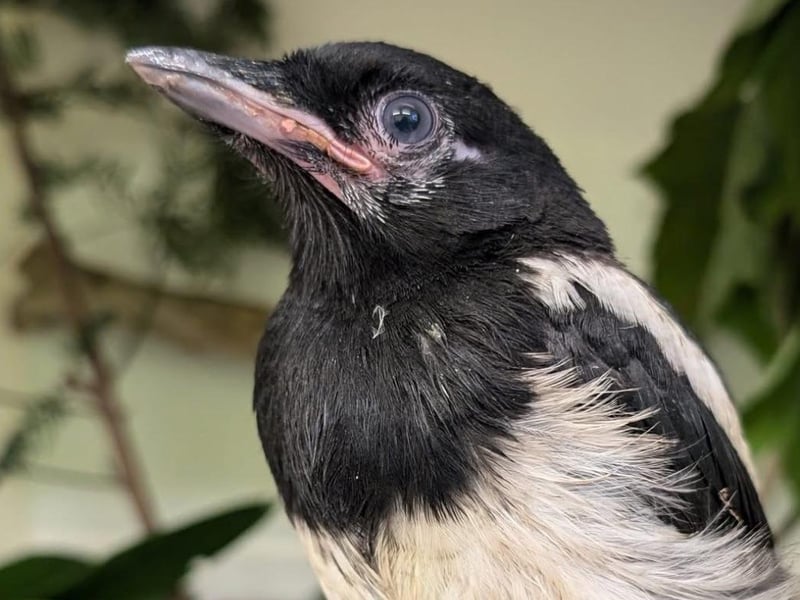 Young magpie
