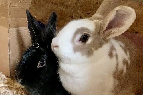 Oreo & Sunshine are the best of friends and are now looking for a forever home to call their own. Wadars said they are outdoor rabbits with great personalities! They are an incredibly inquisitive bonded pair who love to explore and have a good nibble on their enrichment. Oreo is the slightly more laid back of the pair but still equally as excited for new toys. They are looking for a home without young children.